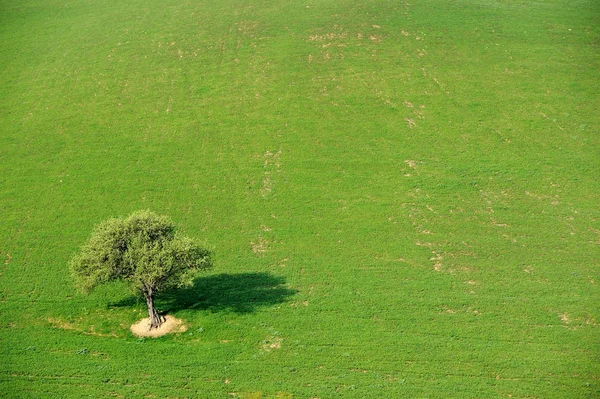 Boom Alleen Het Veld — Stockfoto