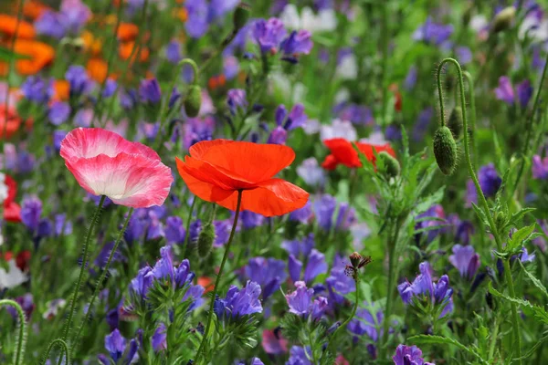 Flores Prado Con Flor Maíz Amapola — Foto de Stock