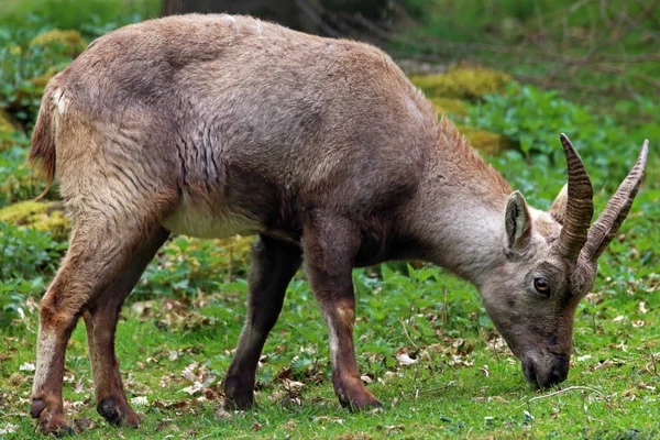 Capricorno Animale Selvatico Capra Con Corna — Foto Stock