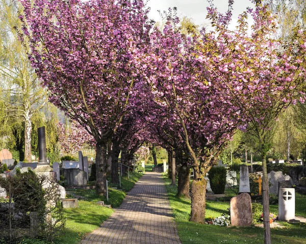 Schöne Botanische Aufnahme Natürliche Tapete — Stockfoto