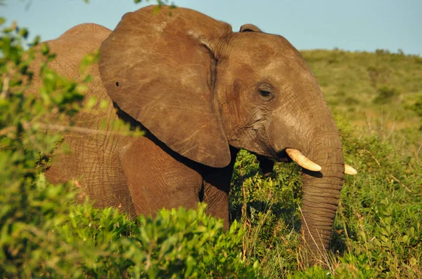 Afrikanisches Elefantentier Großes Säugetier — Stockfoto