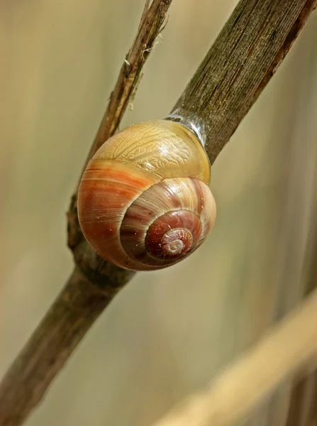 White Lipped Snail Cepaea Hortensis — Stock Photo, Image