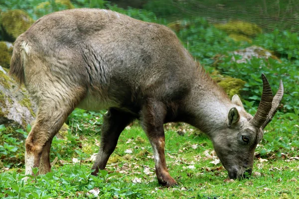 Alpské Kozorožce Capra Ibex — Stock fotografie