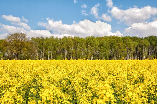 Mezőgazdasági Repcemező Sárga Növény — Stock Fotó