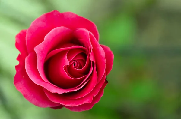 Квіткові Пелюстки Троянди Квіти Розквітають — стокове фото