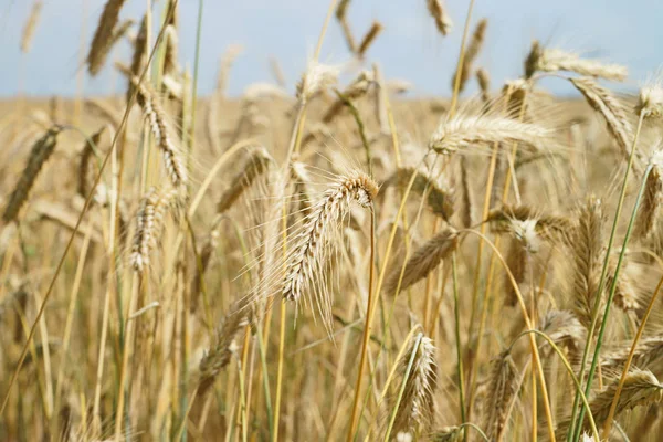 黄金の輝く大麦の畑 — ストック写真