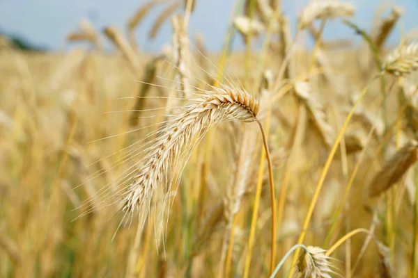 Land Feld Mit Wachsenden Pflanzen — Stockfoto