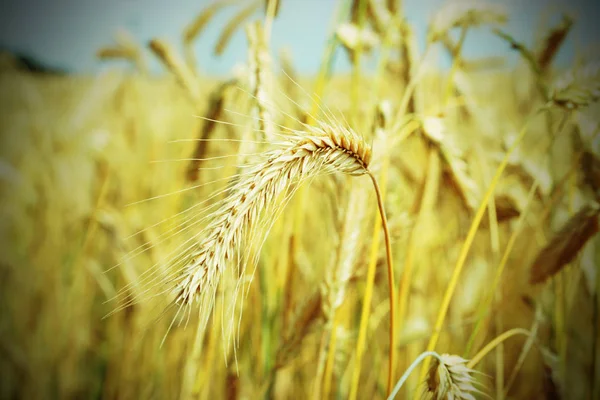 Landwirtschaft Felder Mit Weizenanbau — Stockfoto