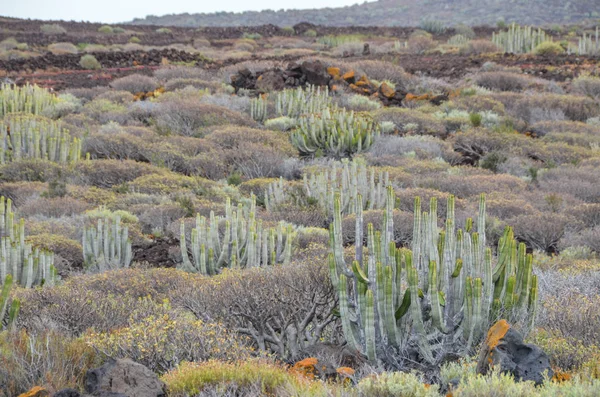 Kaktus Öknen Vid Solnedgången Teneriffa Södra Kanarieöarna Spanien — Stockfoto