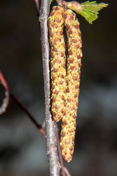 Bahar Uyanışı Birch Ilk Birch Catkins — Stok fotoğraf