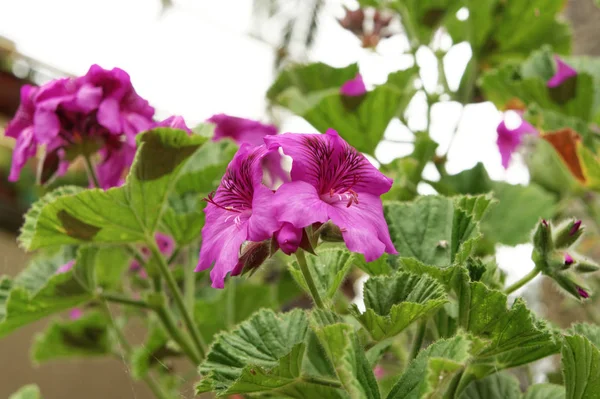 Mooie Geranium Een Tuin Spezia — Stockfoto