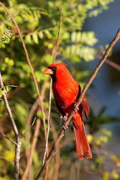 Malerische Ansicht Des Schönen Nördlichen Kardinalvogels — Stockfoto