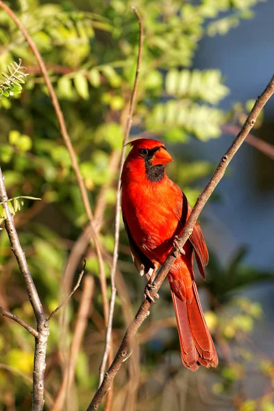 Vista Panorámica Las Aves Cardinales Del Norte — Foto de Stock