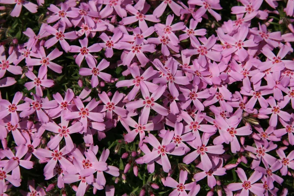 Belles Fleurs Printanières Fond Floral — Photo