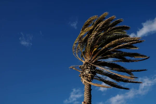 Pálmafa Fúj Szélben Tenerife Kanári Szigetek Spanyolország — Stock Fotó