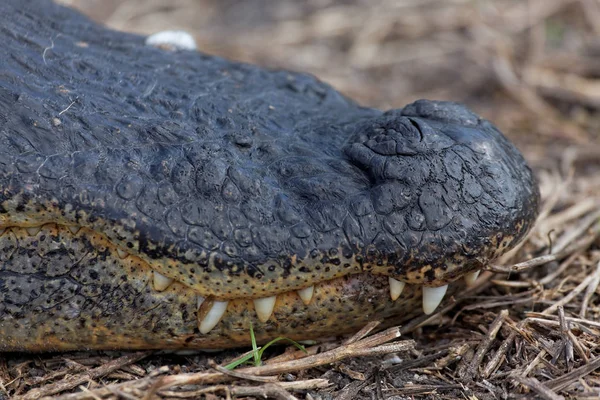 Alligator Krokodiler Vilda Djur Farliga Reptil Rovdjur — Stockfoto