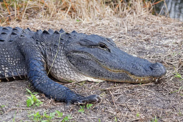 Alligator Krokodile Wildtiere Gefährliches Reptil Raubtier — Stockfoto