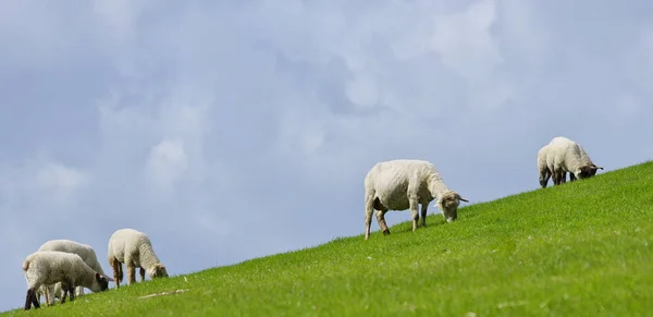 Schafe Auf Dem Deich — Stockfoto