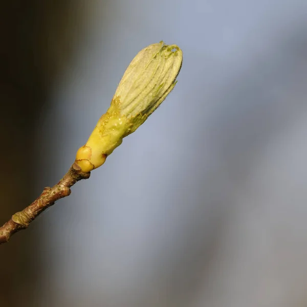 Fleurs Printanières Sur Arbre — Photo