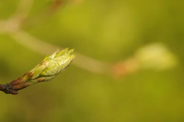 Молодые Зелёные Листья Ветке — стоковое фото
