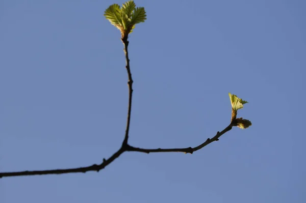 Vue Bel Oiseau Nature — Photo