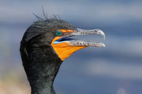 Scenic View Beautiful Cormorant Bird Nature — Stock Photo, Image
