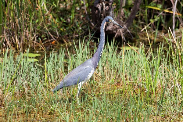 Schilderachtig Uitzicht Prachtige Vogel Natuur Rechtenvrije Stockafbeeldingen