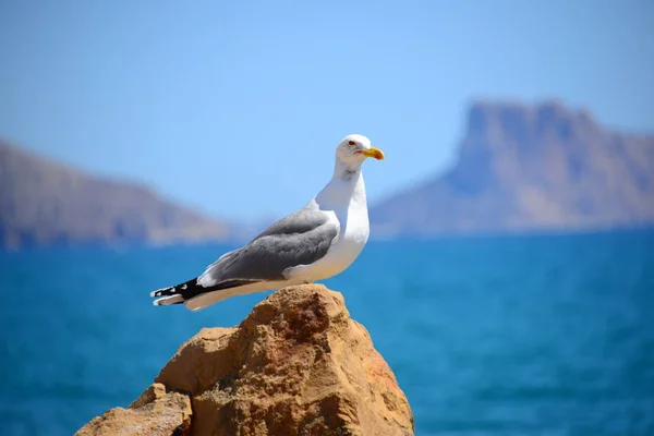 Malerischer Blick Auf Schöne Süße Möwe Vogel — Stockfoto