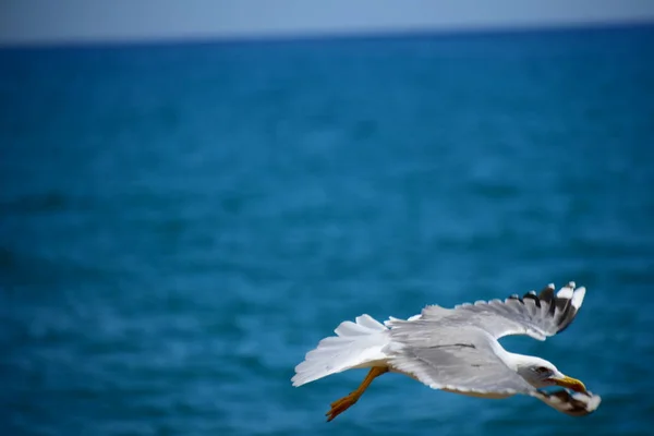 Vista Panorámica Hermoso Pájaro Lindo Gaviota —  Fotos de Stock