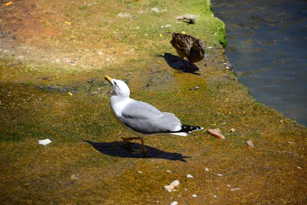 Meeuw Het Meer — Stockfoto