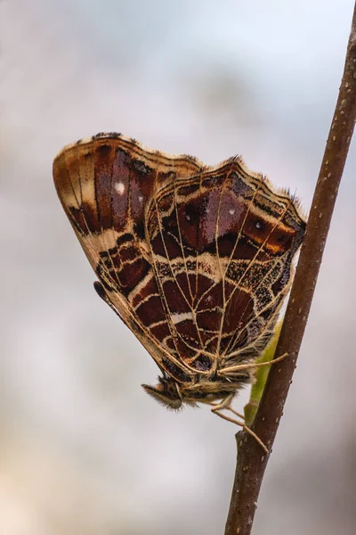 Nahaufnahme Von Schmetterlingen Lebensraum Wildniskonzept — Stockfoto