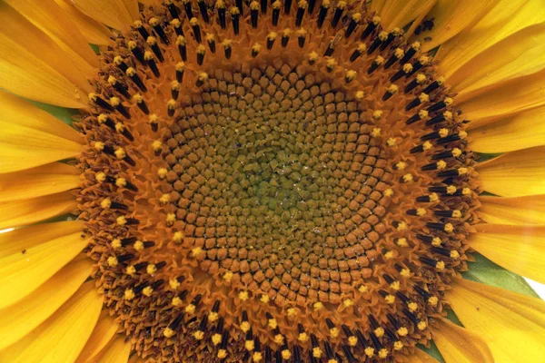 Zonnebloem Close Uitzicht — Stockfoto