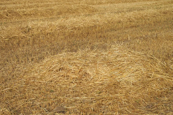 Vista Campo Milho Conceito Agricultura — Fotografia de Stock