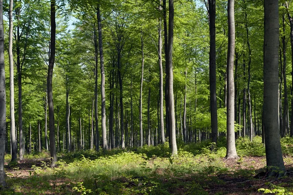 Muestras Árboles Bosque Verde — Foto de Stock