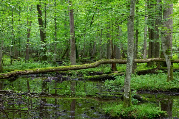 Arbre Cassé Enveloppé Mousse Reposant Dessus Eau Dans Vieux Peuplement — Photo