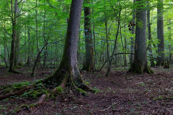 Prvotní Listnatý Porost Přírodního Lesa Letním Dopoledni Obrovským Smrkem Popředí — Stock fotografie