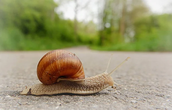 Helix Moluska Siput Hewan Cangkang — Stok Foto