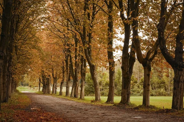 Ağaçlarla Kaplı Orman Yolu Sonbahar Havasında — Stok fotoğraf