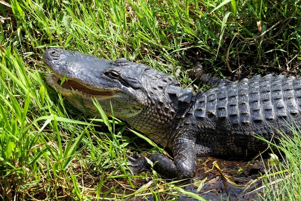 Alligator Everglades — Stock Photo, Image