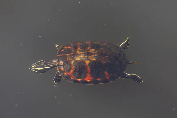 Florida Ist Der Südöstlichste Bundesstaat Mit Dem Atlantik Auf Der — Stockfoto