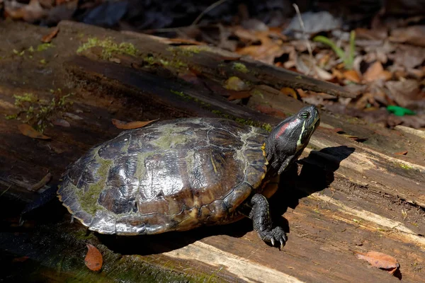 Красноухая Выдровая Черепаха — стоковое фото