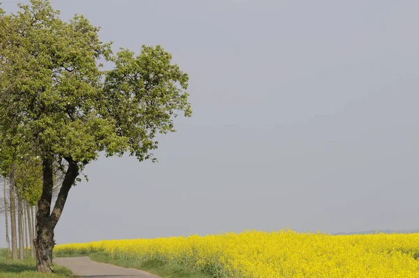 Beautiful View Nature Scene — Stock Photo, Image