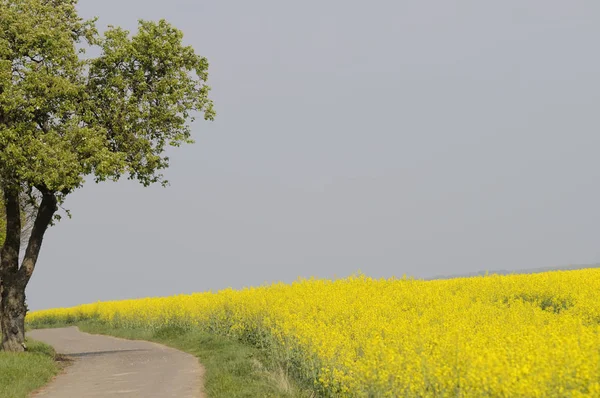 Picturesque View Nature Scene — Stock Photo, Image