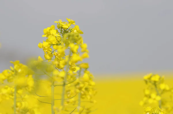 Bellissimi Fiori Sfondo Concetto Floreale — Foto Stock