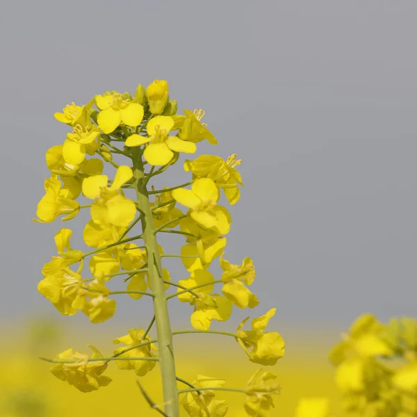 Nahaufnahme Von Schönheit Blühende Blume — Stockfoto