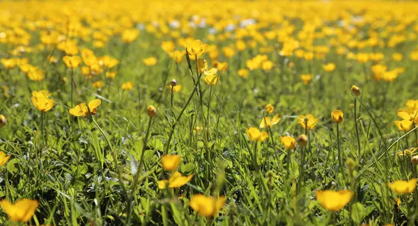 Vacker Botanisk Skott Naturliga Tapeter — Stockfoto