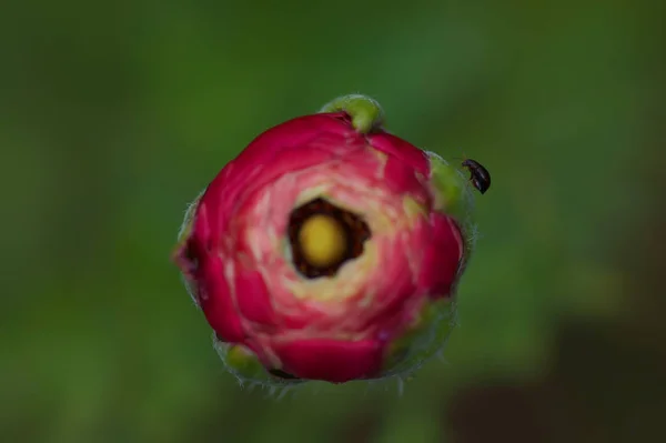 Rosa Ranunkel Våren — Stockfoto