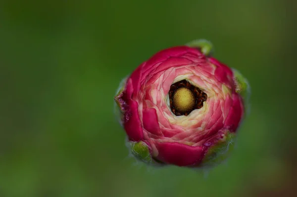 Ranuncolo Rosa Primavera — Foto Stock