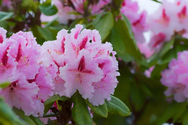 Bellissimi Fiori Sfondo Concetto Floreale — Foto Stock