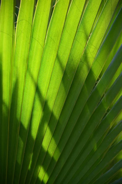 Foglie Palma Flora Natura Ambiente — Foto Stock